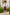 Boys Burgundy Dress Shorts