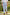 Boys Light Blue Tailored Trousers