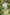 Light Green Regular Straight Leg Shorts