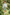 Light Green Regular Straight Leg Shorts