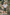 Boys White Rolled Sleeve Shirt & Sage Cuffed Shorts 2-Piece Set