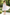 White Leaf Lace Satin Bow Tulle A-Line Communion Flower Girl Dress