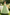 Light Green Floral Lace Tulle Large Back Bow A‑Line Dress